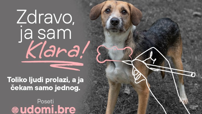 Udomljavanje životinja